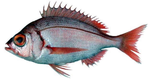 Dentex macrophthalmus_03.jpg